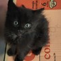 Arma di Taggia: gattino maschio di 55 giorni pronto all'adozione dopo un periodo di pre affido (Foto)