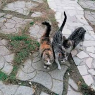 Regione: gatti randagi (e non solo), un manuale di 'Zampatesa' sulle colonie feline Regione: gatti randagi (e non solo), un manuale di 'Zampatesa' sulle colonie feline
