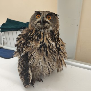 Ventimiglia, gufo reale ferito: salvato da morte certa dal personale del soccorso veterinario (Foto e video)