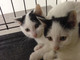 Sanremo: i due gattini Gigi e Gianleo sono in cerca di una famiglia che li accolga