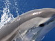 Turismo: Pelagos tra i ‘Luoghi del cuore Fai’, Berrino “Promozione del Santuario dei cetacei, primo passo per favorirne la tutela”