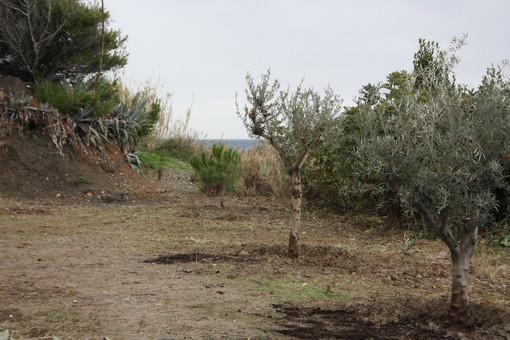 Sanremo: buon successo per la 'Giornata dell'Albero' sulla pista ciclabile