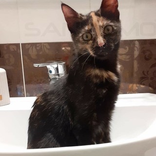 Sanremo: la gattina Minù è stata ritrovata, i ringraziamenti della sua famiglia Sanremo: la gattina Minù è stata ritrovata, i ringraziamenti della sua famiglia