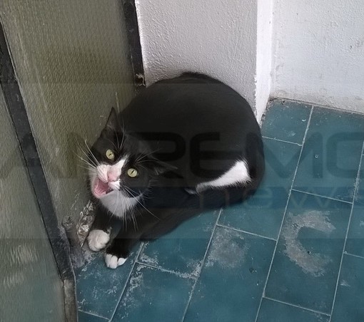 Sanremo: trovato questo pomeriggio in via Galilei il gatto nella foto, l'appello per il proprietario