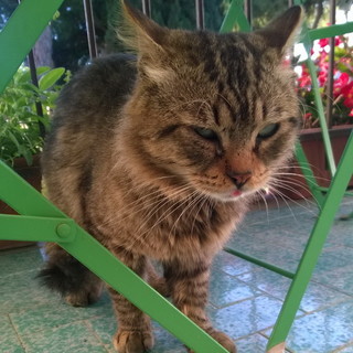 Bordighera: è stato trovato un gatto. Si cercano i suoi proprietari