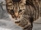 Dal gattile alluvionato di Ventimiglia la gatta 'Helen' cerca una casa e una famiglia (Foto)