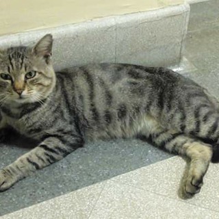 Sanremo: vicenda del gatto Romeo, Lorenzo Croce dell'AIDAA "Le foto non bastano!"