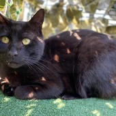 Ventimiglia: è stato smarrito zona Latte il gatto Salem, l'appello dei proprietari