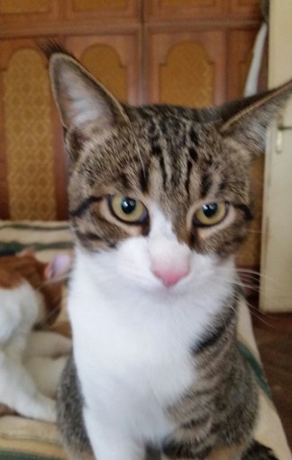 Il gatto 'Nerino' Il gatto 'Nerino'