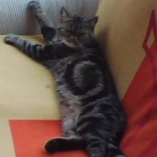 Sanremo: gatta esotica smarrita in zona ospedale, l'appello del proprietario