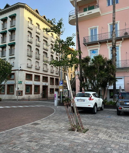 Bordighera: Mara Lorenzi "Non si placa il 'disastro annunciato' dei Ginkgo Biloba di piazza della Stazione" Bordighera: Mara Lorenzi "Non si placa il 'disastro annunciato' dei Ginkgo Biloba di piazza della Stazione"