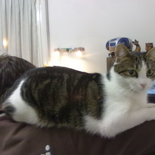 Sanremo: smarrita oggi in via Martiri della Liberà la gattina 'Briciola', l'appello dei proprietari Sanremo: smarrita oggi in via Martiri della Liberà la gattina 'Briciola', l'appello dei proprietari