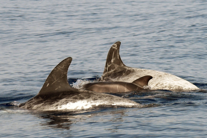 Sanremo, oltre 130 avvistamenti di cetacei: due mesi eccezionali nel Santuario Pelagos (Foto) Sanremo, oltre 130 avvistamenti di cetacei: due mesi eccezionali nel Santuario Pelagos (Foto)