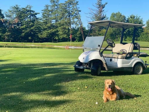 Giocare a golf con il proprio cane in provincia di Imperia: possibile o impossibile?