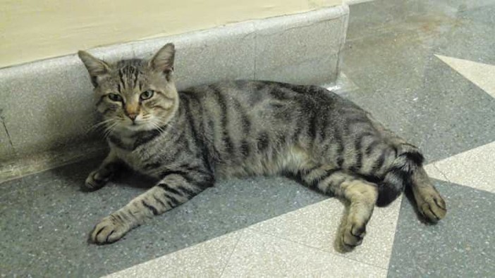 Sanremo: gatto Romeo ‘sfrattato’, l’AIDAA denuncia il direttore sanitario “Deve tornare in ospedale”