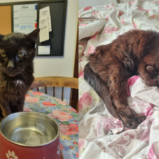 Civezza, continua la ricerca di Peppe: appello dei proprietari per ritrovare il gatto scomparso