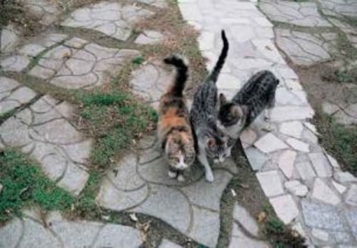 Regione: gatti randagi (e non solo), un manuale di 'Zampatesa' sulle colonie feline Regione: gatti randagi (e non solo), un manuale di 'Zampatesa' sulle colonie feline