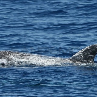 I grampi ritornano nel Santuario Pelagos: avvistati dall'istituto Tethys dopo 5 anni d'assenza