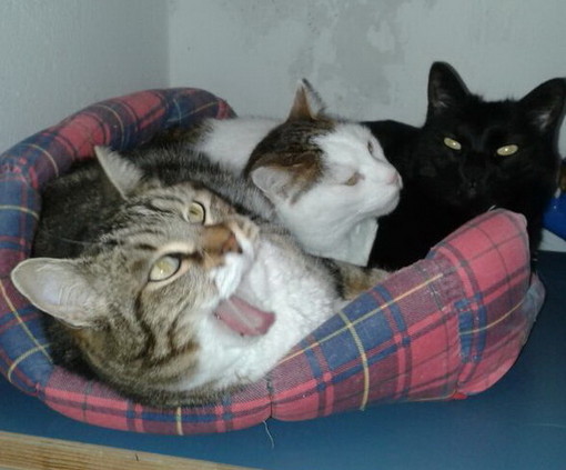 Sanremo: lettore non può più tenere tre gatti, le foto dei tre felini pronti da adottare