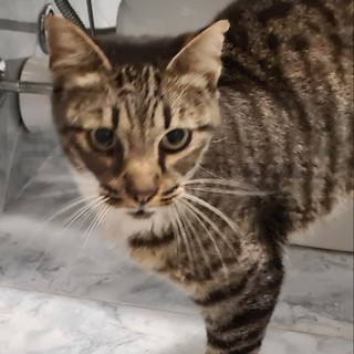 Dal gattile alluvionato di Ventimiglia la gatta 'Helen' cerca una casa e una famiglia (Foto)