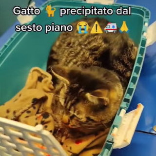 Vallecrosia: gatto cade dal sesto piano di una palazzina, salvato dall'Emergenza Val Nervia Vallecrosia: gatto cade dal sesto piano di una palazzina, salvato dall'Emergenza Val Nervia