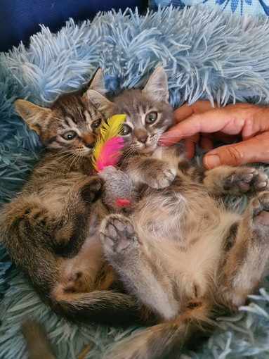 Imperia, contributi dal Comune per la sterilizzazione dei gatti delle colonie feline