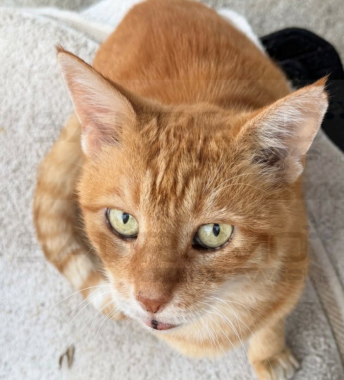Pompeiana, investito un grosso gatto rosso: si cerca la clinica che lo ha soccorso e il ragazzo che si è fermato Pompeiana, investito un grosso gatto rosso: si cerca la clinica che lo ha soccorso e il ragazzo che si è fermato