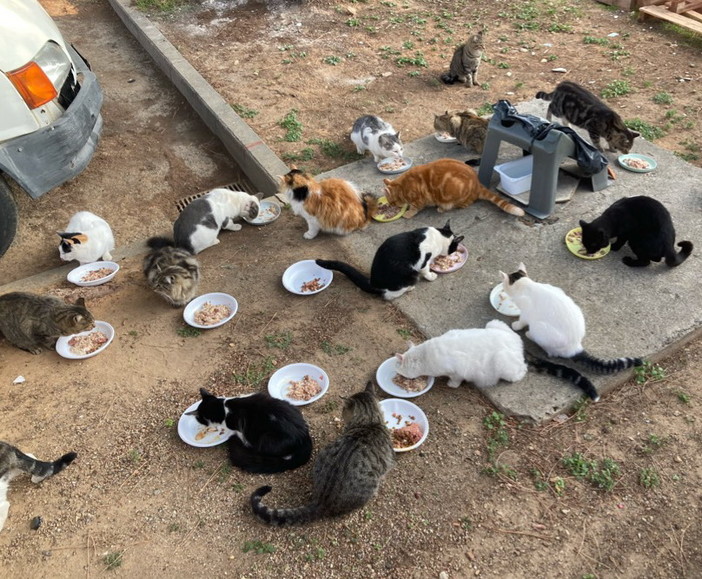 Igiene e gestione dei gatti randagi a Pigna: un lettore sostiene il pensiero del Consigliere Patrizia Stefani Igiene e gestione dei gatti randagi a Pigna: un lettore sostiene il pensiero del Consigliere Patrizia Stefani