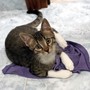 Arma di Taggia: la gattina 'Luna' in attesa di una famiglia, è possibile adottarla subito (Foto)