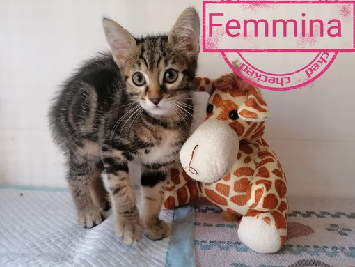 Tanti mici del gattile di Ventimiglia stanno cercando casa (Fotogallery)