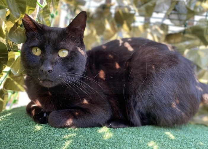 Ventimiglia: è stato smarrito zona Latte il gatto Salem, l'appello dei proprietari Ventimiglia: è stato smarrito zona Latte il gatto Salem, l'appello dei proprietari