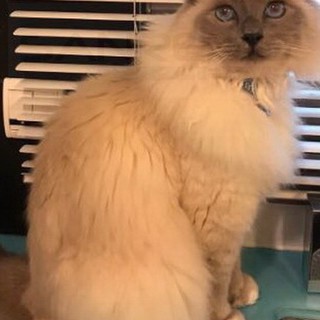 Ventimiglia: smarrito a Grimaldi Superiore il gatto nelle foto, l'appello dei proprietari