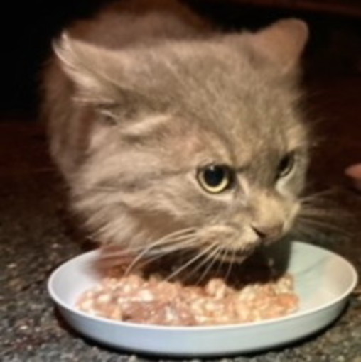 Arma di Taggia: domani allo 'Spazio Conad' la raccolta di cibo per i gatti randagi