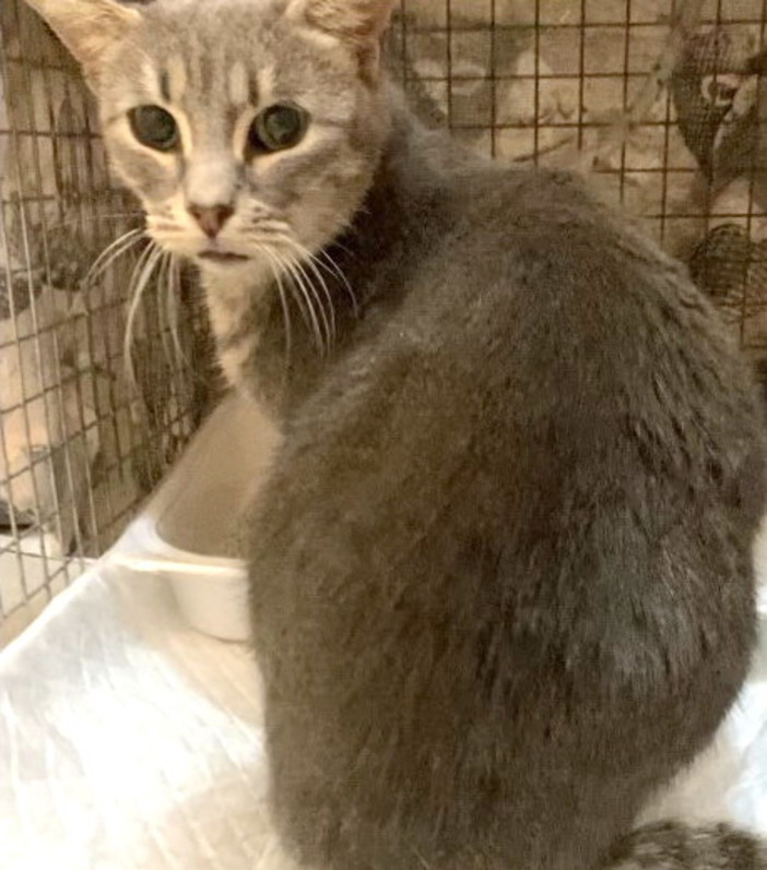Arma di Taggia: gattina sterilizzata cerca una casa, fa freddo e serve un'adozione per lei
