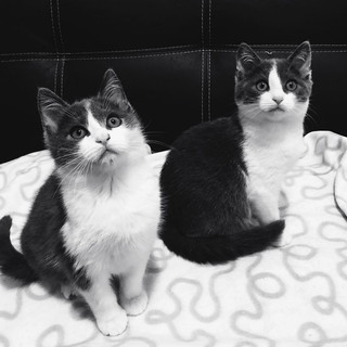 Taggia: domani al 'Pet Store' dello Spazio Conad raccolta di cibo per i gatti randagi