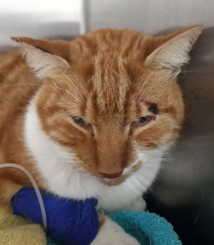 Sanremo: gatto investito sull'Aurelia Bis ora è in salvo, l'appello per i proprietari (Foto) Sanremo: gatto investito sull'Aurelia Bis ora è in salvo, l'appello per i proprietari (Foto)