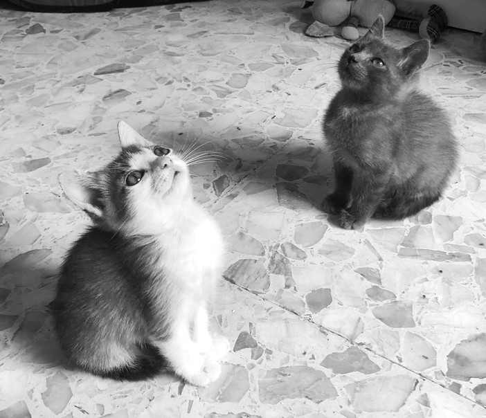 Sandra e Raimondo; due gattini di un mese e mezzo sono alla ricerca di una famiglia (Foto)
