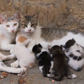 Ospedaletti: il Comune chiede fondi alla Regione per la sterilizzazione dei gatti randagi Ospedaletti: il Comune chiede fondi alla Regione per la sterilizzazione dei gatti randagi