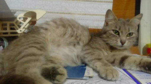 Castellaro: da venerdì scorso la gatta nella foto non è più tornata a casa, l'appello dei proprietari