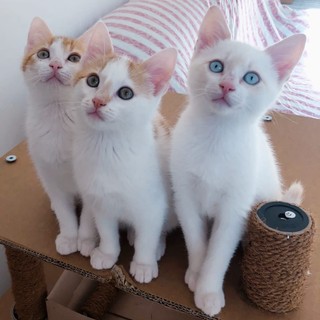 Stracchino, Pomodoro e Mango: tre gattini sono alla ricerca di una famiglia che li adotti (Foto)