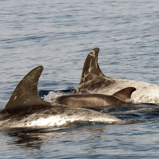 Sanremo, oltre 130 avvistamenti di cetacei: due mesi eccezionali nel Santuario Pelagos (Foto)