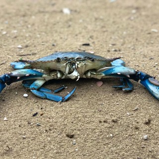 Granchio blu in Liguria, da Regione "Attenzione alta per tutelare i nostri miticoltori"