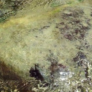 Pigna: ecco il 'Gambero di Fiume' sul Rio Carne, filmato e fotografato nella zona della futura centrale (Foto e Video)