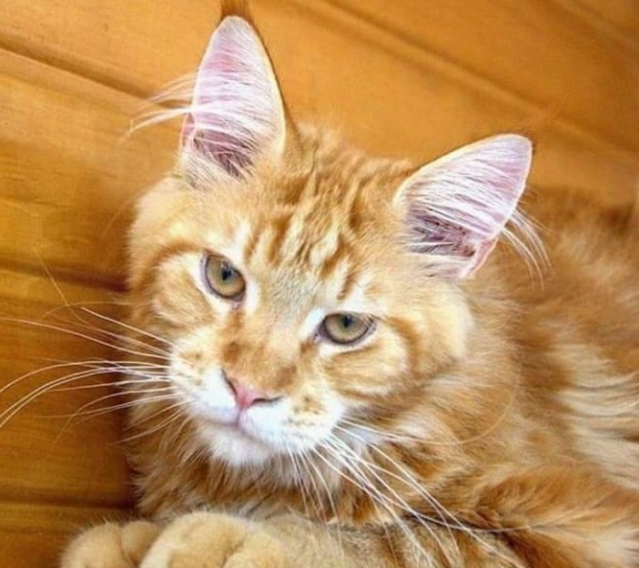 Sanremo: il gatto rosso 'Maine Coon' di nome Salem è stato ritrovato