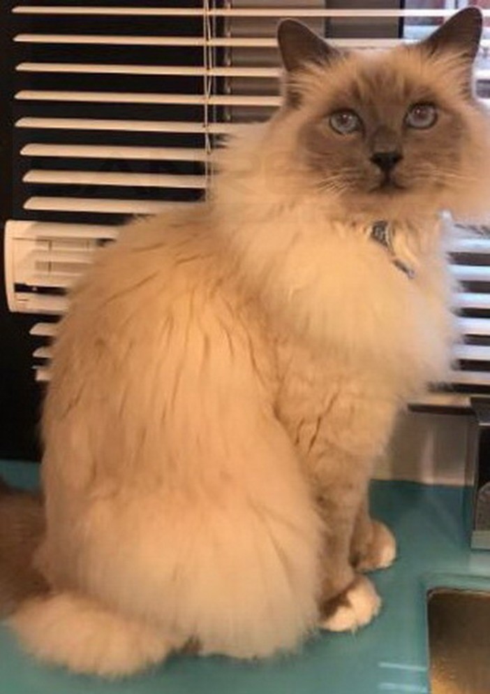 Ventimiglia: smarrito a Grimaldi Superiore il gatto nelle foto, l'appello dei proprietari