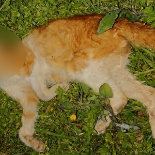 Taggia: altri due gatti morti per bocconi avvelenati, è successo ieri in regione Regianco Taggia: altri due gatti morti per bocconi avvelenati, è successo ieri in regione Regianco