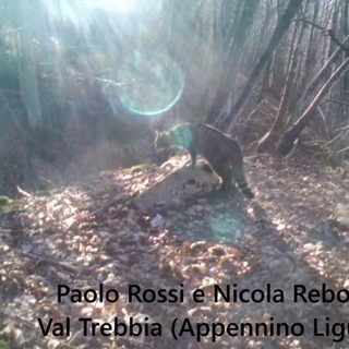 Filmato nell'entroterra di Genova per la prima volta in Liguria un gatto selvatico (Video)