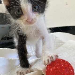 Arma di Taggia: oggi al Pet Store del centro commerciale una giornata di raccolta cibo per gatti