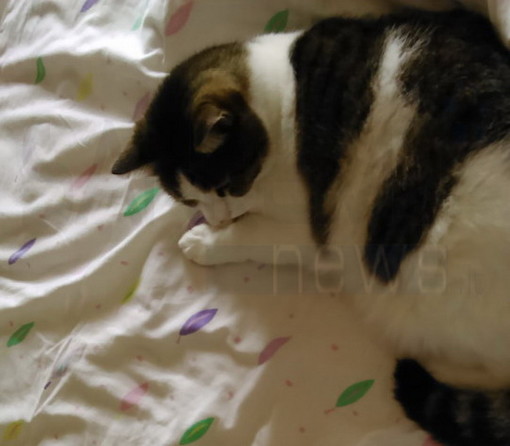 Sanremo: smarrita vicino a strada San Pietro la gattina nella foto, l'appello dei proprietari Sanremo: smarrita vicino a strada San Pietro la gattina nella foto, l'appello dei proprietari