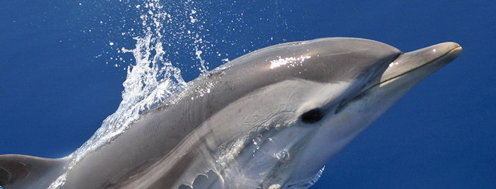 Sanremo: FAI - Luoghi del Cuore, si può votare per il borgo di Bussana Vecchia e per il Santuario dei Cetacei